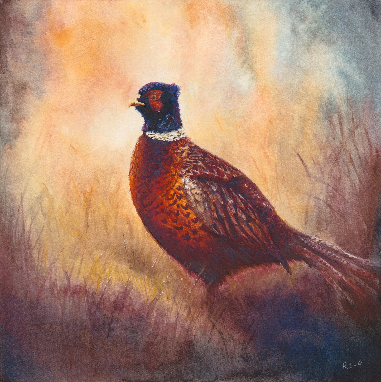 Dawn Pheasant - Limited Edition Fine Art Print - Medium